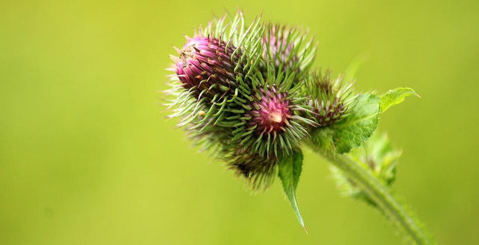 Burdock Weed & Burdock Root: The Many Uses Of Burdock Weed Tea